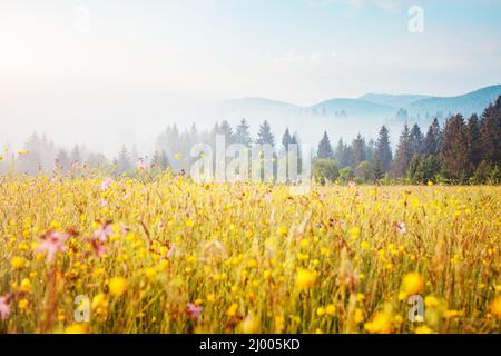 Terra di pascolo fiorente alla luce del mattino. Giornata meravigliosa e scena splendida. Location Place Carpathian, Ucraina, Europa. Una vacanza perfetta all'aperto. C Foto Stock