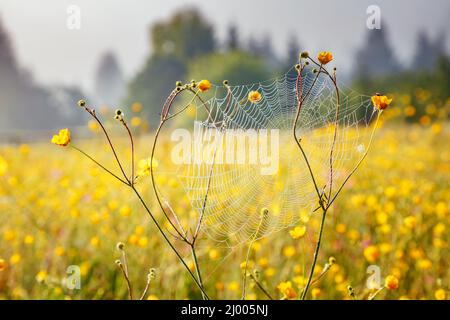 Terra di pascolo fiorente alla luce del mattino. Giornata pittoresca e splendida scena. Location Place Carpathian, Ucraina, Europa. Una vacanza perfetta all'aperto. Foto Stock