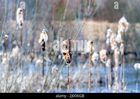 Canne alte, vecchie e secche nel laghetto di giorno. Sfondo della natura. Foto Stock