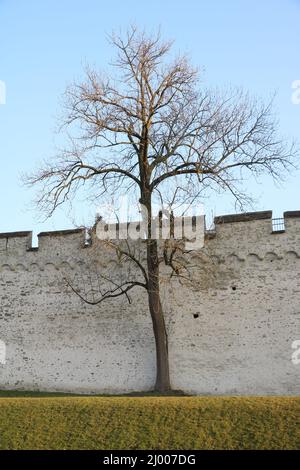 Albero e dettaglio della fortificazione del Musegg, Lucerna. Foto Stock