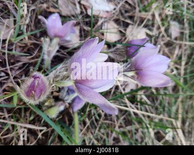 Fiore di primavera viola Pulsatilla. I nomi comuni includono il fiore del pasque o il fiore del vento del pasqueflower, il fiore di Pasqua del croco della prateria e l'anemone del prato. Foto Stock