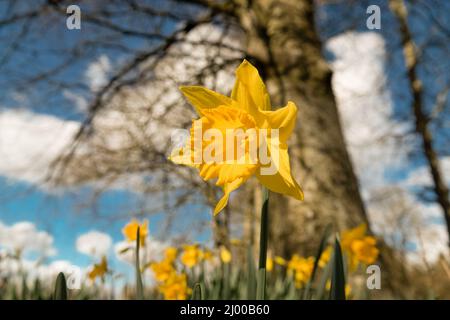 Primi segni di primavera, primo piano di un fiore giallo brillante daffodil (Narcisis) in fiore Foto Stock