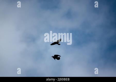 Un paio di gabbie (Corvus frugilegus) in volo stretto sotto un cielo blu grigio Foto Stock