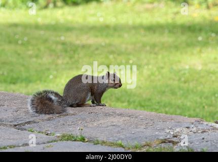 Gray Squirrel, Sciurus carolinensis, singolo adulto a parete in giardino, Pembrokeshire, Galles, Regno Unito. Foto Stock