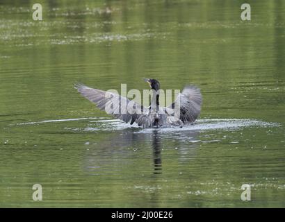 Cormorant, Phalacrocorax carbo, adulto singolo, Bosherton Lily Ponds, Pembrokeshire, Galles, Regno Unito. Foto Stock