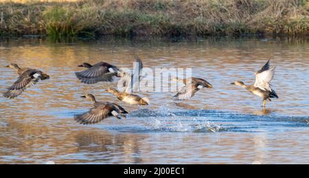 Gruppo di anatre di mallardo che volano via da un lago Foto Stock