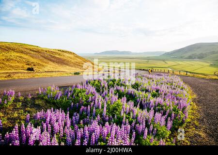 Magica fioritura della valle lupino incandescente dalla luce del sole di giorno. Scena mattutina insolita e meravigliosa. Popolare attrazione turistica. Posizione luogo islandese sud Foto Stock