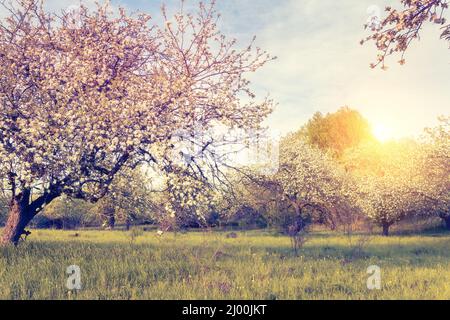 Fantastico frutteto di mele illuminato dalla luce del sole. Albero di frutta nel mese di aprile. Scena pittoresca e splendida. Luogo luogo Ucraina, Europa. Mondo di bellezza. Foto Stock