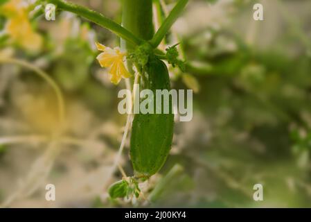 Piantagioni di cetrioli freschi giovani coltivati in terreno aperto. Piantagioni di cetrioli. La coltivazione di cetrioli in serre Foto Stock