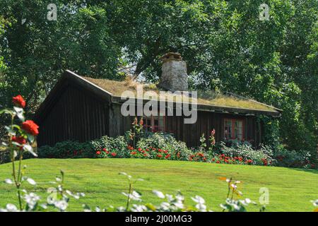 Vecchia piccola casa in legno circondata da autobus rossi rose nella foresta in una giornata di sole Foto Stock