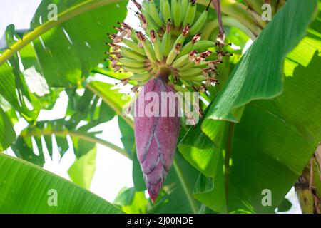 Banana albero con frutta giovane e un grande fiore di borgogna. Vegetazione e maturazione delle banane. Frutta fresca sull'albero. Foto Stock