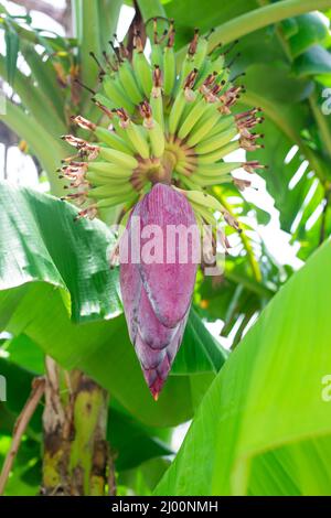 Banana albero con frutta giovane e un grande fiore di borgogna. Vegetazione e maturazione delle banane. Frutta fresca sull'albero. Foto Stock