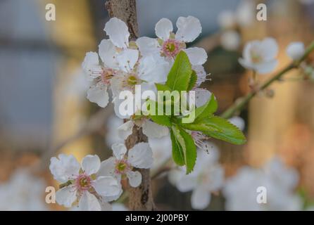 La fioritura dei ciliegi giapponesi è uno dei simboli più importanti della cultura giapponese. Significa bellezza, risveglio e transitenza Foto Stock