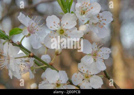 La fioritura dei ciliegi giapponesi è uno dei simboli più importanti della cultura giapponese. Significa bellezza, risveglio e transitenza Foto Stock