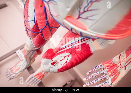 Primo piano di un modello anatomico del corpo umano per le pratiche mediche in un ospedale e scuola in Nicaragua Foto Stock