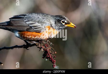 Rapina americana che alimenta bacche di sumac a fine inverno Foto Stock