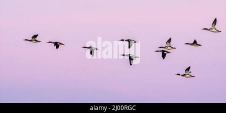 Merganser rosso (Mergus serrator) gregge unpick cielo prima dell'alba volo Foto Stock