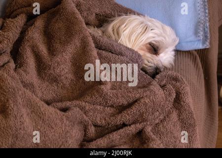 Bichon maltese dorme coperto con una coperta marrone Foto Stock