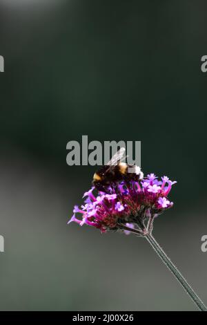 Primo piano di un'ape seduta su un fiore rosa verbena (Verbena) su sfondo sfocato Foto Stock