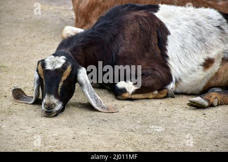 Capra nera, marrone e bianca con le orecchie lunghe distese con il suo Chin a terra Foto Stock