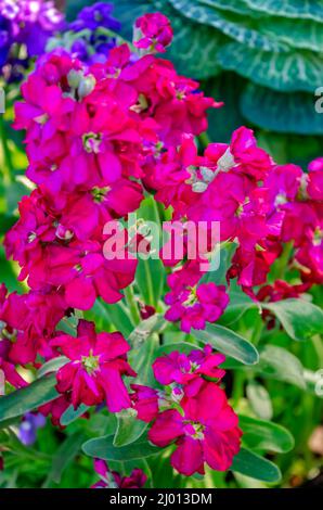 Stock (Matthiola incana) fiorisce a Bellingrath Gardens, 4 marzo 2022, a Theodore, Alabama. Foto Stock