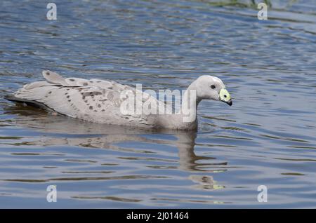 Un capo bren Goose sull'acqua Foto Stock