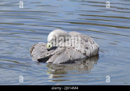 Una grande oca brulicante del Capo che si preda all'acqua Foto Stock