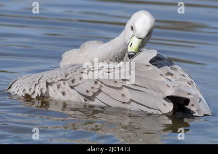 Una grande oca brulicante del Capo che si preda all'acqua Foto Stock