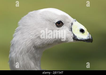 Primo piano colpo di testa del capo Barren Goose Foto Stock