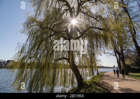 il sole splende attraverso un albero di salice sull'hamburger alster Foto Stock
