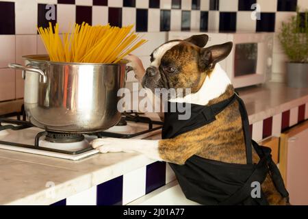 Divertente Boston Terrier cucina spaghetti in una grande pentola in cucina. Fotografia umoristica , cani che agiscono come esseri umani . Foto Stock