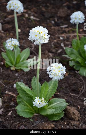 Primo piano bellissimi fiori. Foto di alta qualità Foto Stock