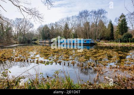 Houseboats ormeggiato sulla riva del canale di Basingstoke nella zona di St John's a Brookwood di Woking, Surrey, Inghilterra sud-orientale Foto Stock