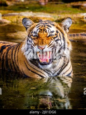 La tigre femminile del Bengala (Panthera tigris) (tigre) si snarls mentre riposa e si depose raffreddando in un waterhole, Parco Nazionale di Ranthambore, Rajasthan, India del nord Foto Stock