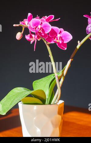 Casa piano orchidea in moderno vaso bianco con petali rosa Foto Stock