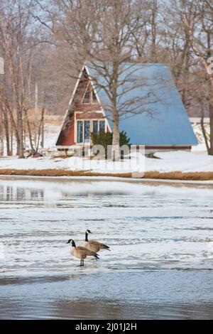 Cabina sul lago ghiacciato con un paio di oche Foto Stock