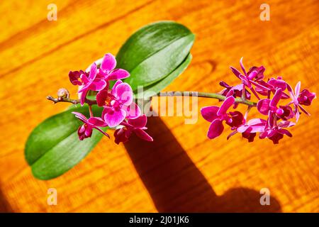 Particolare dall'alto di fiori di orchidea rosa con due grandi foglie verdi Foto Stock