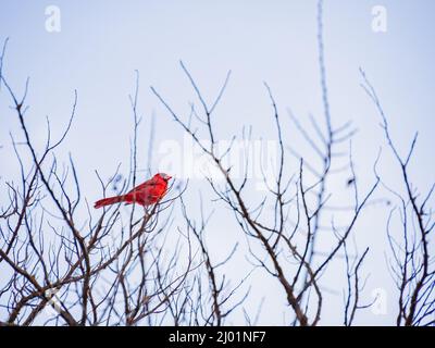 Primo piano di un carino maschio Northern cardinal su un albero in Oklahoma Foto Stock