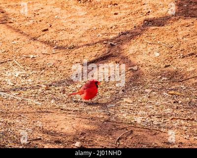 Primo piano di un carino maschio Northern cardinal a terra in Oklahoma Foto Stock