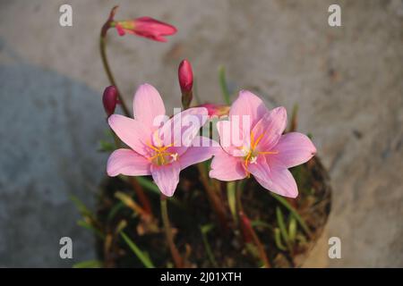 Zephyranthes grandiflora, questo è un tipo di giglio piovana gigante. Comunemente noto come giglio di pioggia rosa, fiore di pioggia, giglio di Zephyr, z.grandiflora ,Z,rosea ecc. Foto Stock