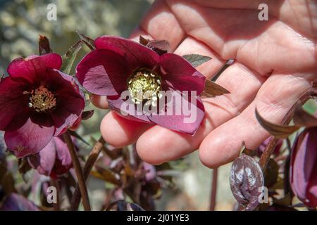 Rosa di Natale (Helleborus niger) fiorita in giardino. Fiori neri in fiore di Hellebore. Foto Stock