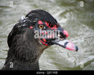 Anatra moscovica (Cairina moschata) da vicino. Foto Stock