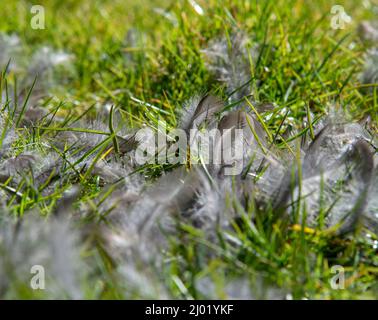 Piume di Blackbird eurasiatico sparse sull'erba nel giardino. Uccello catturato da predatore. Foto Stock