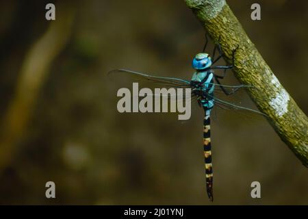 Splendida libellula su un ramo. Blu darner (anax immaculifrons). Foto Stock