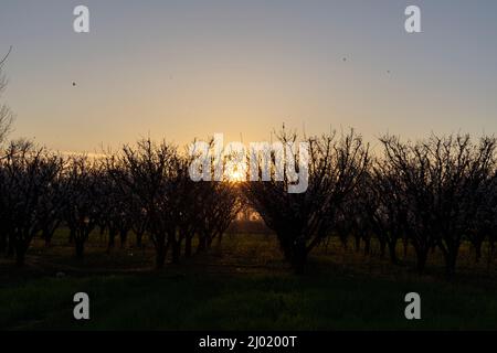 Vista al tramonto sul frutteto di albicocca Foto Stock