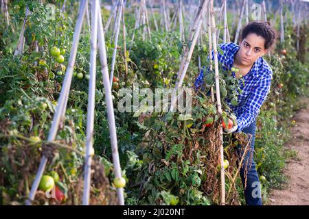 Giovane agricoltore femmina che raccoglie pomodori sul campo di fattoria Foto Stock