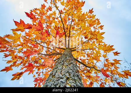 Piccolo albero vibrante in autunno con foglie gialle e rosse Foto Stock