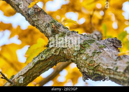 Particolare di rami di albero in cresta caduta con foglie gialle Foto Stock