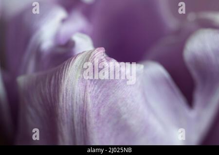 Tulipano fiore primo piano shot fuoco locale Foto Stock