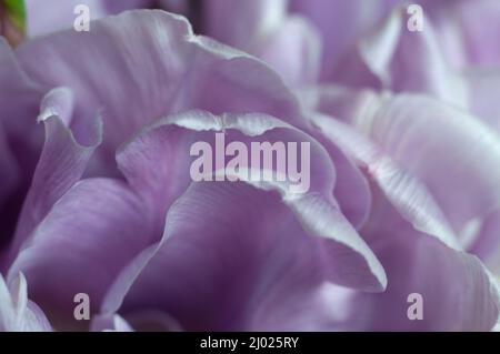 Tulipano fiore primo piano shot fuoco locale Foto Stock